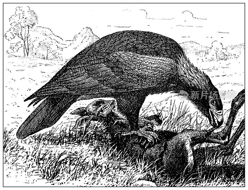 古董插图:楔尾鹰(Aquila audax)